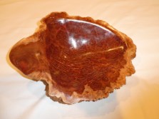 burl - turtle