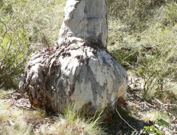 massive burl on growing yellow box