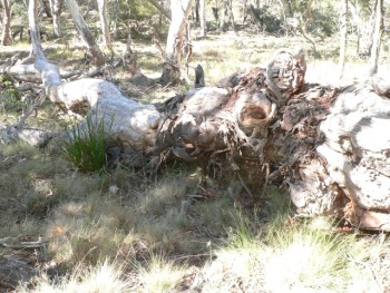 multiple burls on fallen yellow box